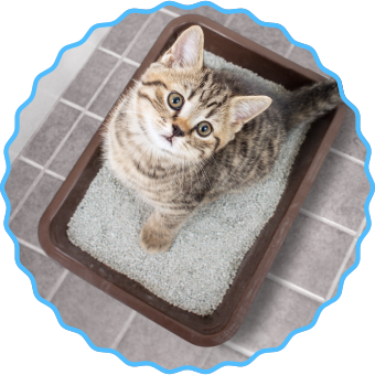 トイレ周りのにおいがどうしても気になる！